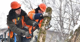 Опиловка деревьев Нальчик цена от 1054 руб.